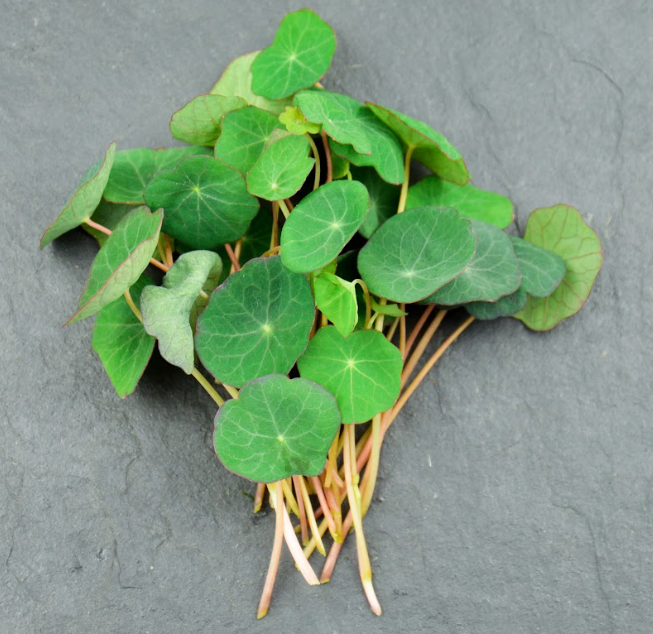 🌱Capucine - Barquette MP 15g