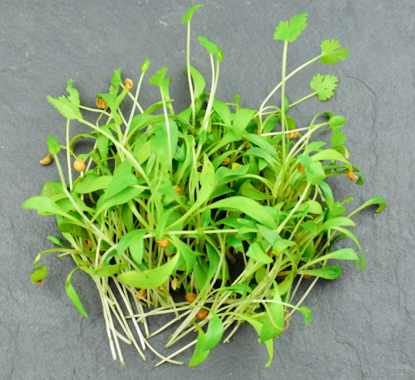 🌱Coriandre - Barquette MP 15g