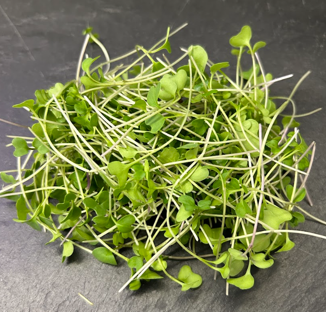 🌱Radis Noir - Barquette MP 15g