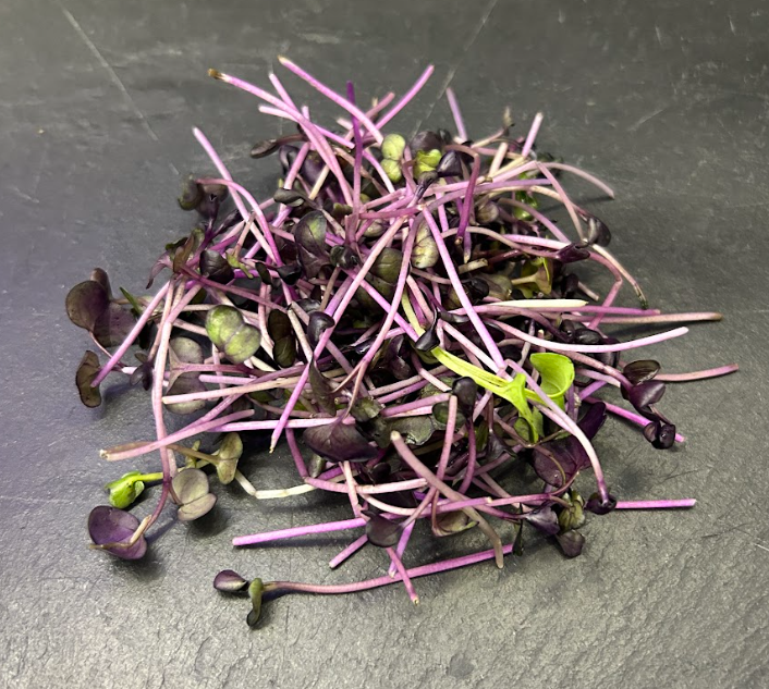 🌱Radis Pourpre - Barquette MP 15g