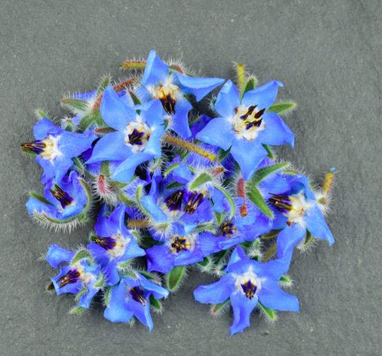 🌸Bourrache Bleue - Barquette de Fleurs