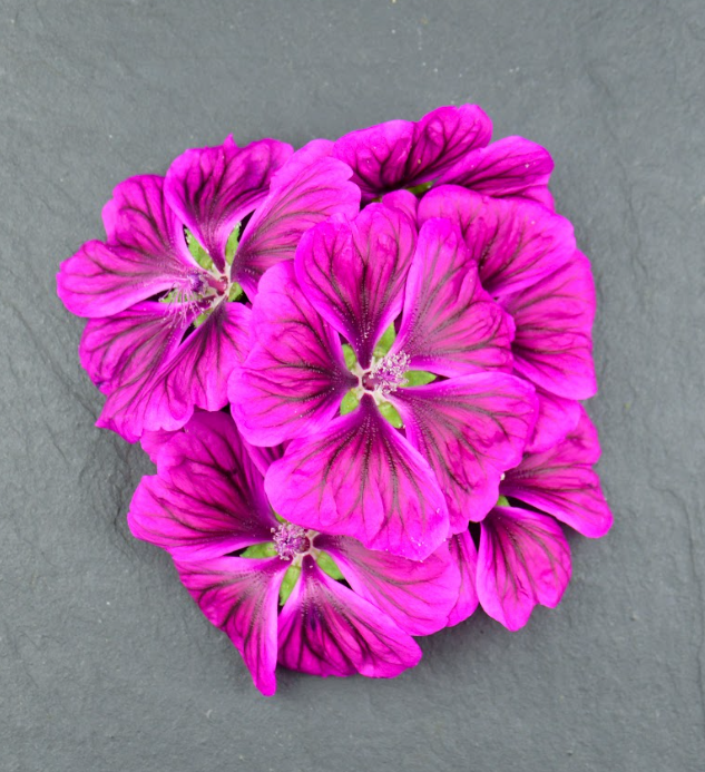 🌸Mauve de Mauritanie - Barquette de Fleurs