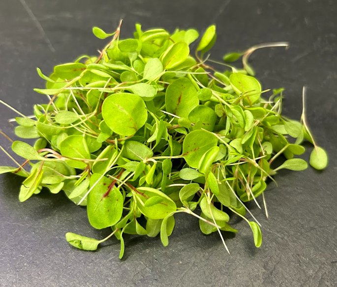 🌱Oseille Sanguine - Barquette MP 10g