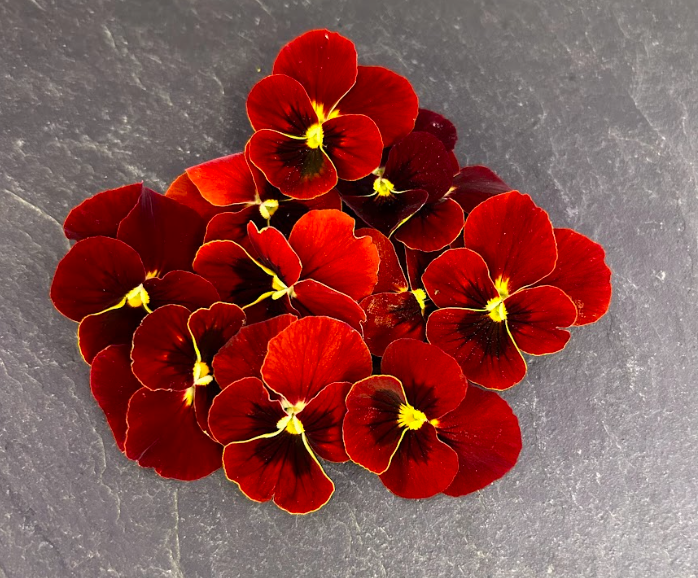 🌸Pensée Rouge - Barquette de Fleurs