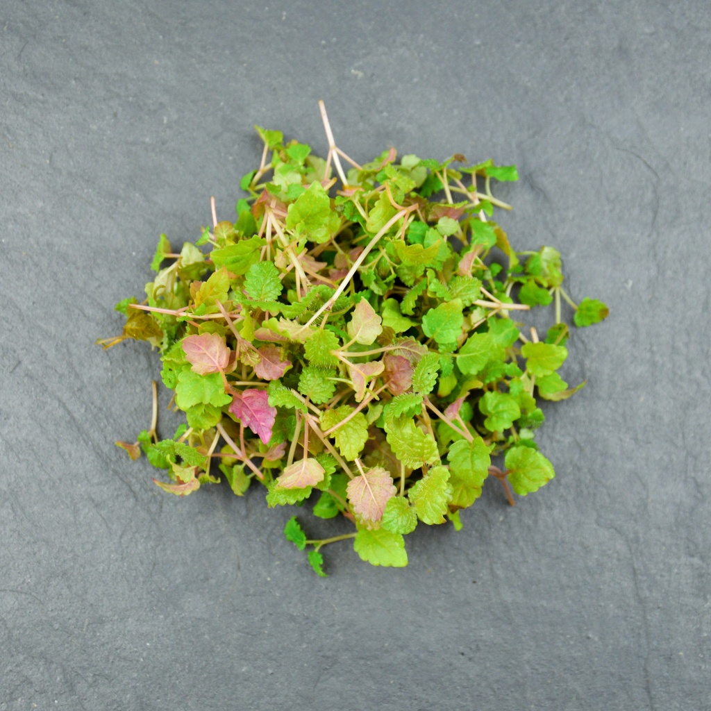 🌱Mélisse -Barquette MP 40g