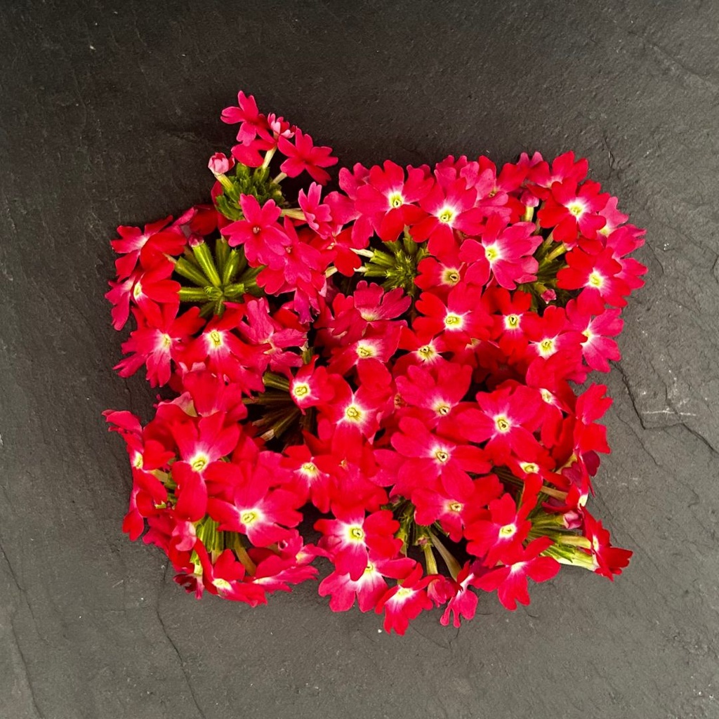 🌸Verveine Rose - Barquette de Fleurs