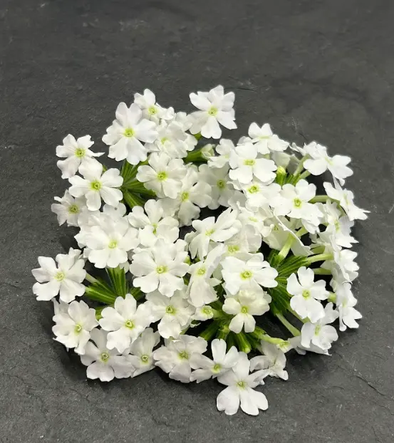 🌸Verveine Blanche - Barquette de Fleurs