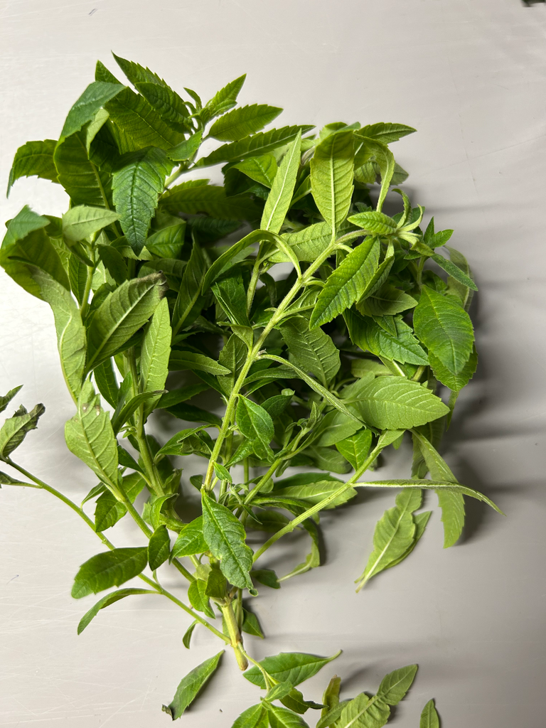 🍃Verveine citronnelle - Barquette 20g  