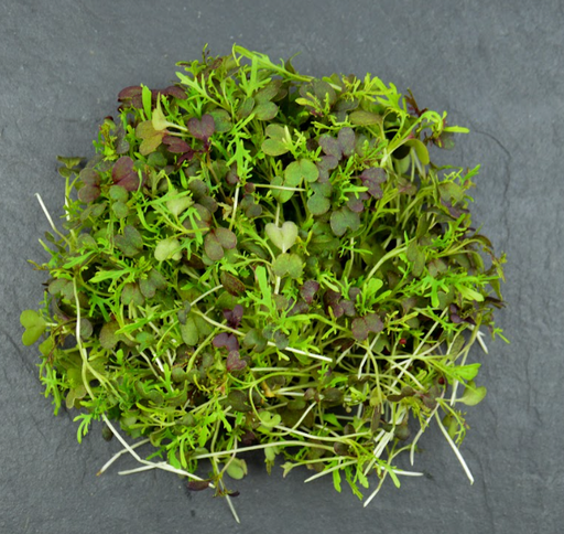 [02M1024100] 🌿Moutarde Métisse - Barquette JP 50G