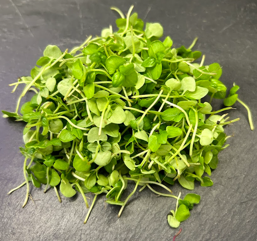 [02M1022100] 🌱Basilic - Barquette MP 10g