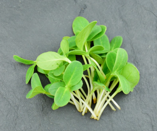 [02M1004100] 🌱Bourrache - Barquette MP 15g