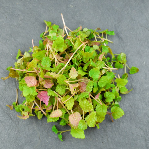 [02M1016100] 🌱Mélisse - Barquette MP 7g