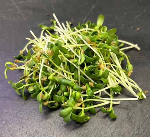 [02M1011100] 🌱Moutarde - Barquette MP 15g