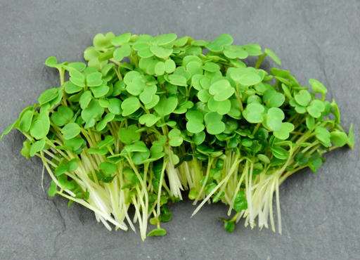 [02M1012100] 🌱Roquette - Barquette MP 15g