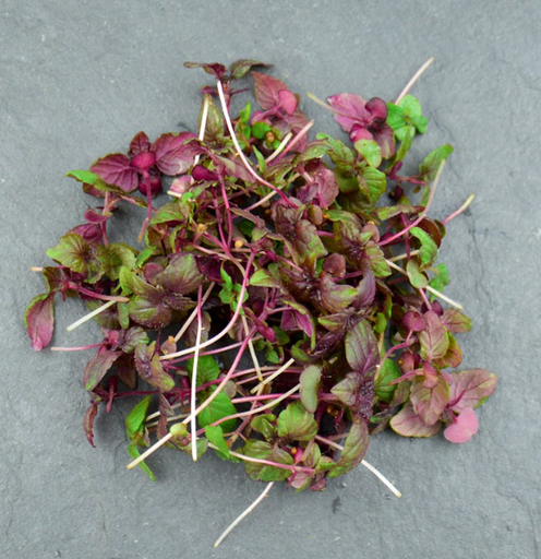 [02M1014100] 🌱Shiso Pourpre - Barquette MP 7g