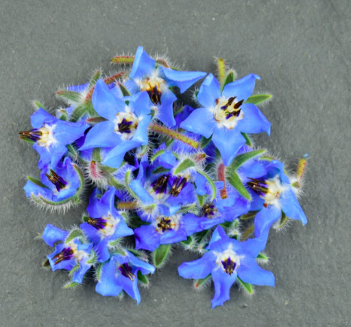 [02F0081100] 🌸Bourrache Bleue - Barquette de Fleurs
