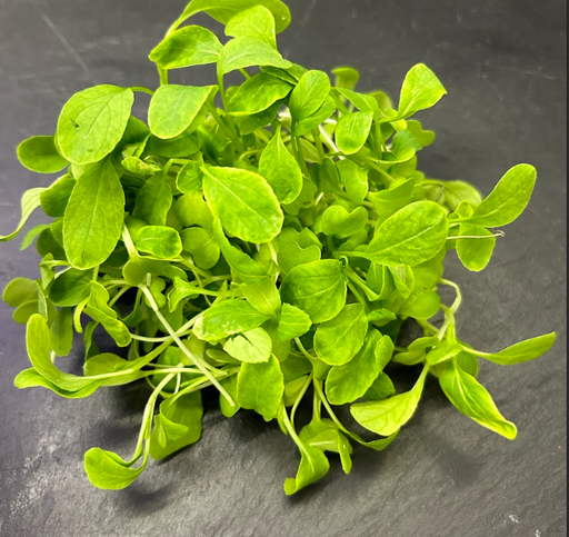[02M1038100] 🌿Pak-Choï - Barquette JP 50G