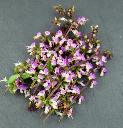[02F0185100] 🌸Basilic Thaï - Barquette de Fleurs