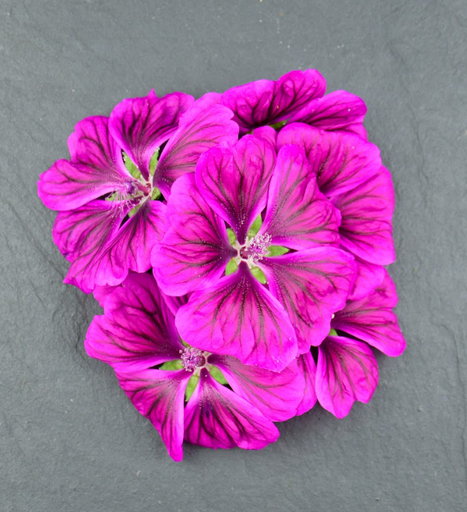 [02F0088100] 🌸Mauve de Mauritanie - Barquette de Fleurs