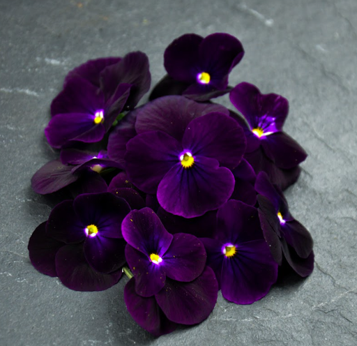 [02F0169100] 🌸Pensée Violette - Barquette de Fleurs
