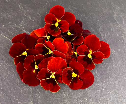 [02F0171100] 🌸Pensée Rouge - Barquette de Fleurs