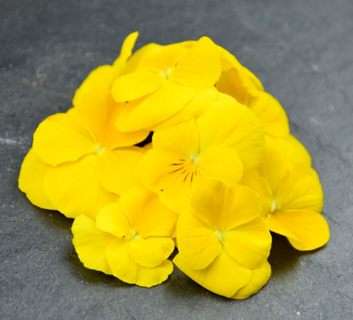 [02F0165100] 🌸Pensée Jaune - Barquette de Fleurs