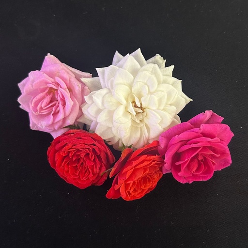 [02F0149100] 🌸Mini Roses Mixte - Barquette de Fleurs