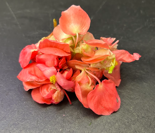 [02F0078100] 🌸Bégonia - Barquette de Fleurs