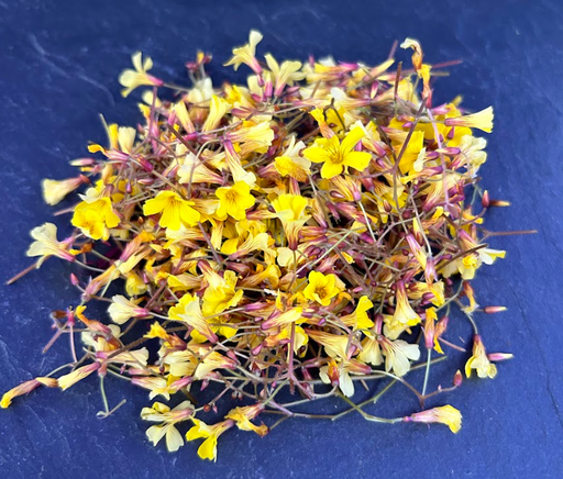 [02F0189100] 🌸Oxalis Jaune - Barquette de Fleurs
