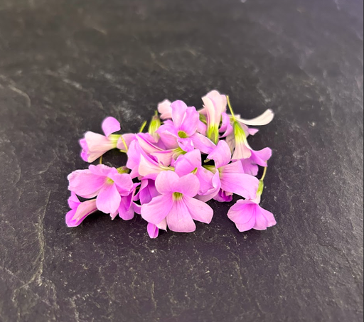 [02F0187100] 🌸Oxalis Rosé - Barquette de Fleurs