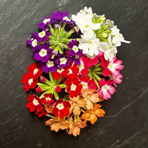 [02F0151101] 🌸Verveine - Barquette de Fleurs