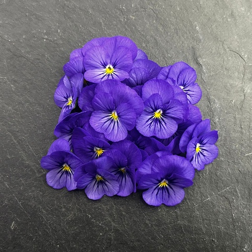 [02F0166100] 🌸Pensée Bleue - Barquette de Fleurs