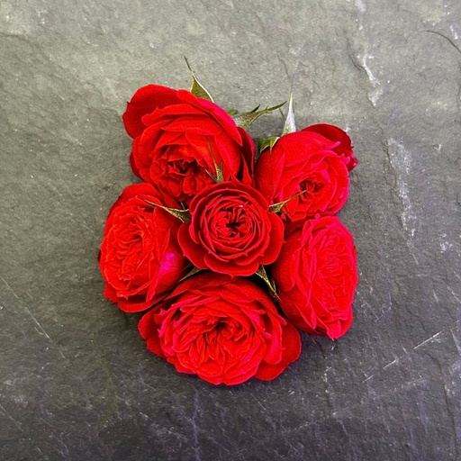 [02F0173100] 🌸Mini Roses Rouge - Barquette de Fleurs