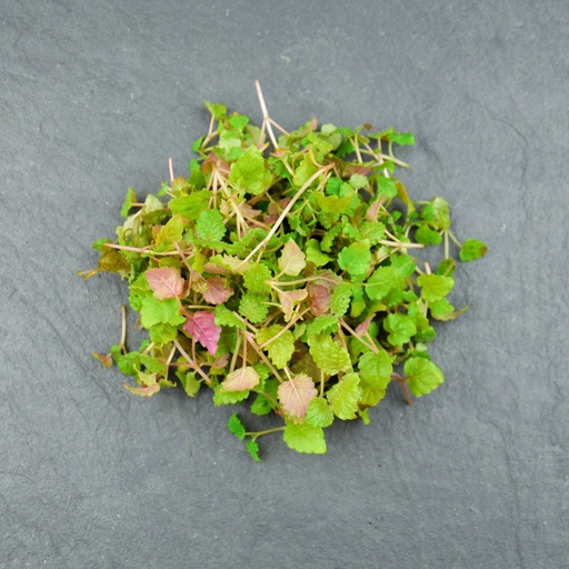 [02M1016101] 🌱Mélisse -Barquette MP 40g