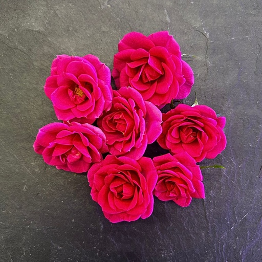 [02F0174100] 🌸Mini Roses Rose -  Barquette de Fleurs