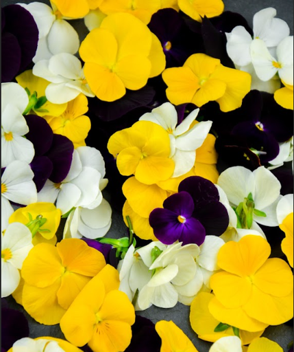 [02F0109101] 🌸Pensée Mixte MV250 - Barquette de Fleurs