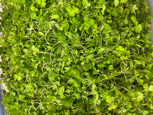 [02M1039100] 🌱Persil - Barquette MP 10g 