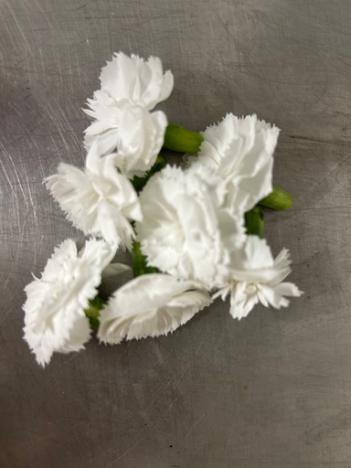 [02F0114101] 🌸Dianthus Blanc - Barquette de Fleurs 