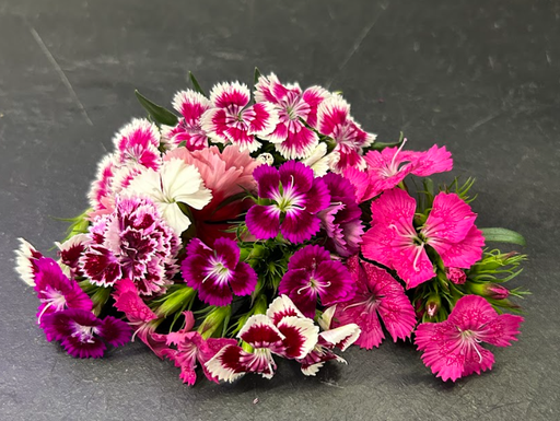 [02F0114102] 🌸Dianthus Rose - Barquette de Fleurs 